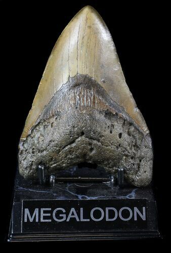 Bargain, Megalodon Tooth - North Carolina #36255